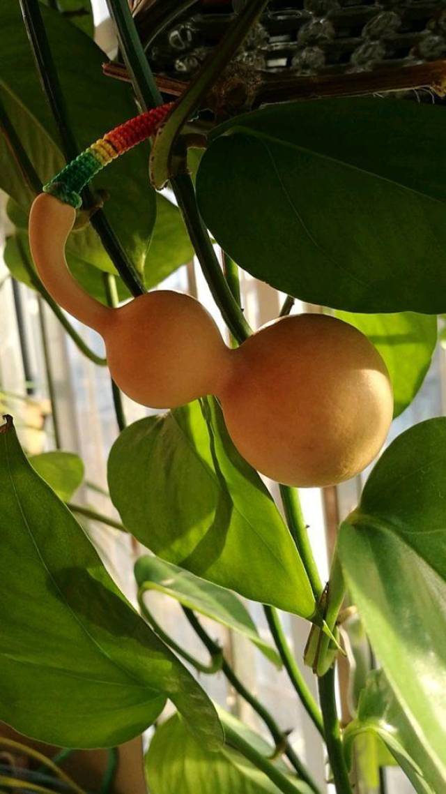 种了二亩地的葫芦,早晨起来先到地里溜一圈,这都是他的宝贝_手机搜狐