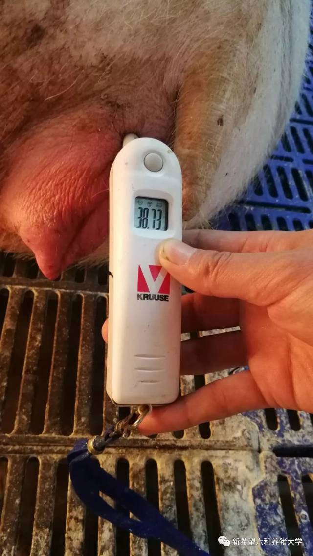 i养猪|识别病猪有诀窍,看听量记少不了
