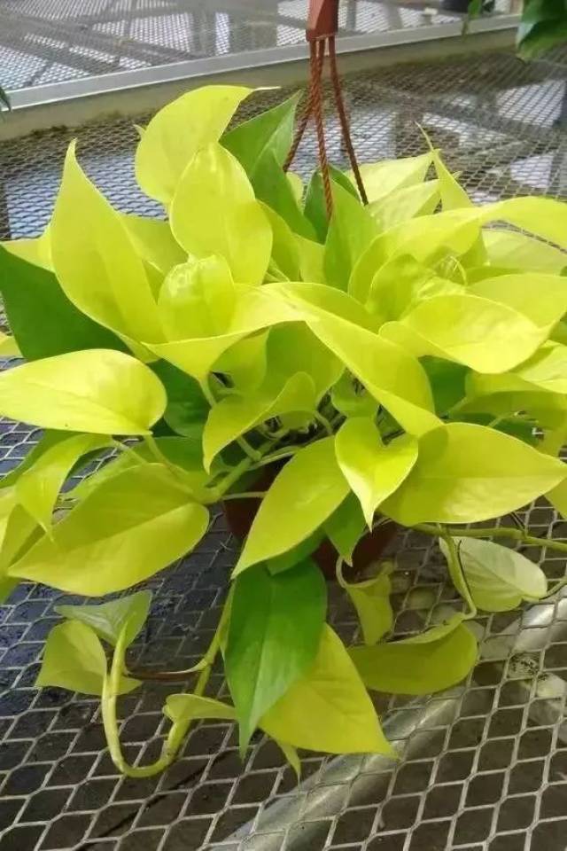绿萝有8个品种,你养的是哪一种?(冬季养护)