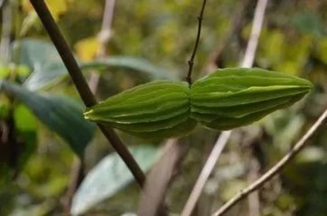 翅果藤1毛果鱼藤2我国科学家发现两种可食用或药用的甜味植物:翅果藤