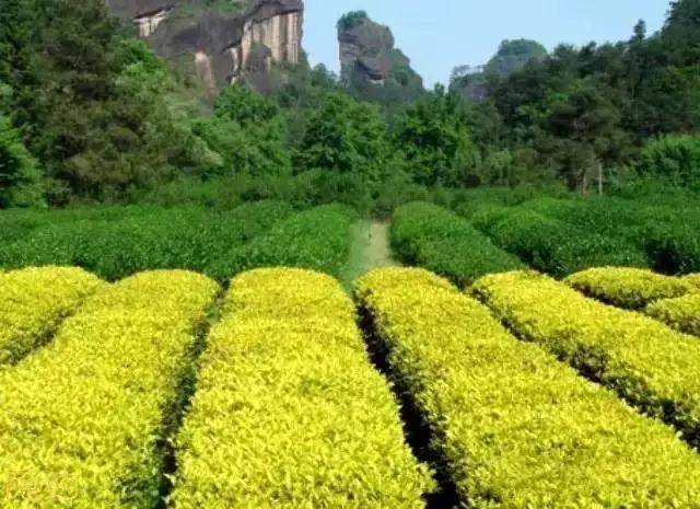 (三)洲茶地(河流冲积黄土:主要是上述区域之外的黄壤土茶地及河洲,溪