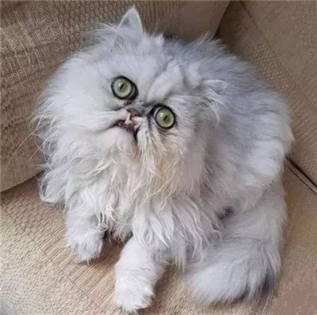 这只长相诡异的怪猫,没想到背地里竟是这样的小可爱!