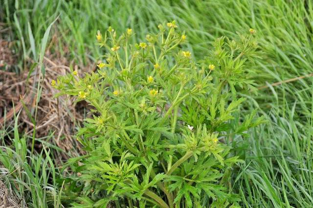 这种野草,民间俗称"野桑葚",常被错认成艾草,见到请别碰它