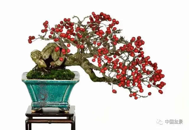 红花山楂盆景的制作与养护