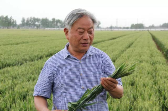 2018"温暖郑州十大民生人物"候选人事迹展播——郭天财: 田垄长 麦黍