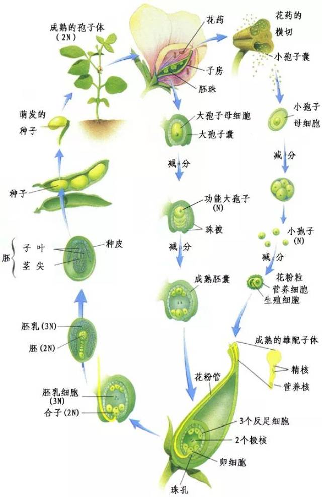被子植物的一生:种子萌芽→植株生长→开花结果被子植物又名开花植物