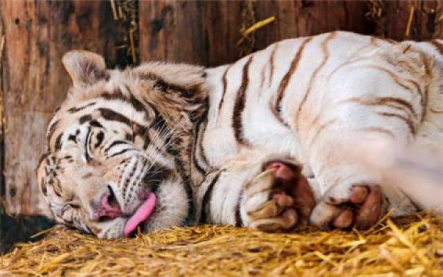 梦见白老虎是什么意思?白老虎预示着什么