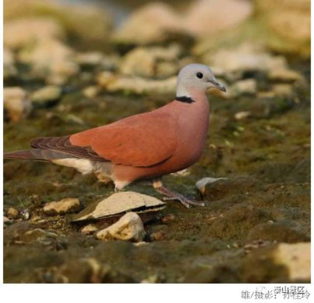 【泰山鸟类科普032】穿红色燕尾服的火斑鸠