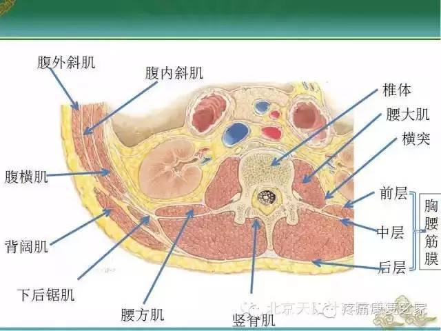 胸腰筋膜疼痛图片