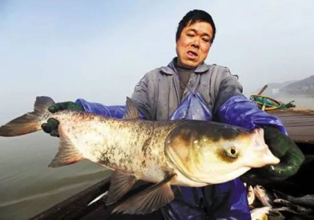 年年有魚九女仙湖冬捕節