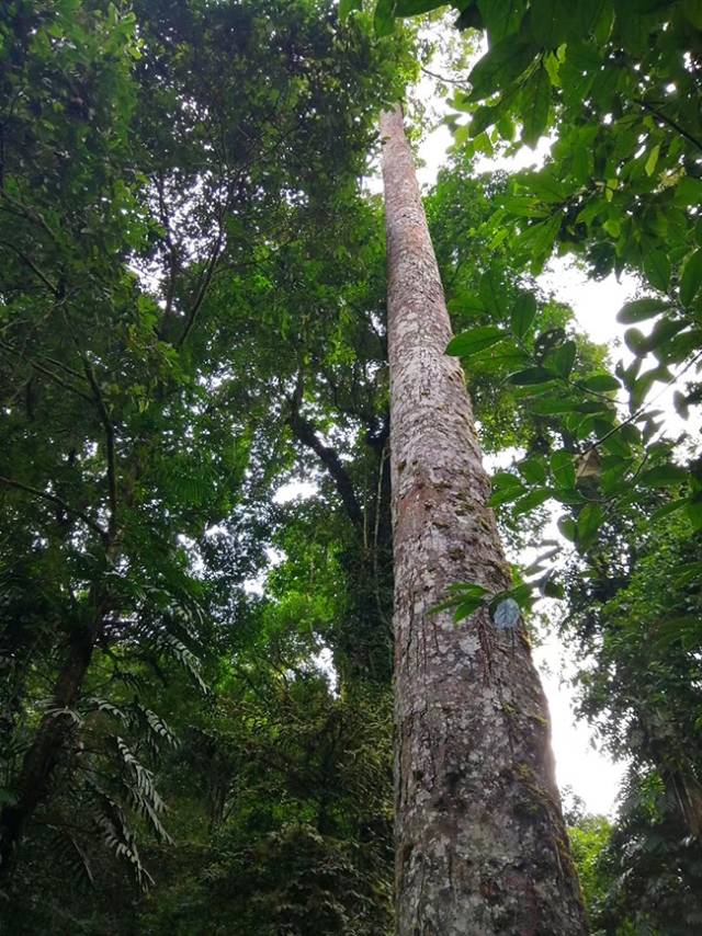 珍稀雨林巨人望天树,种子搭乘天宫一号去太空