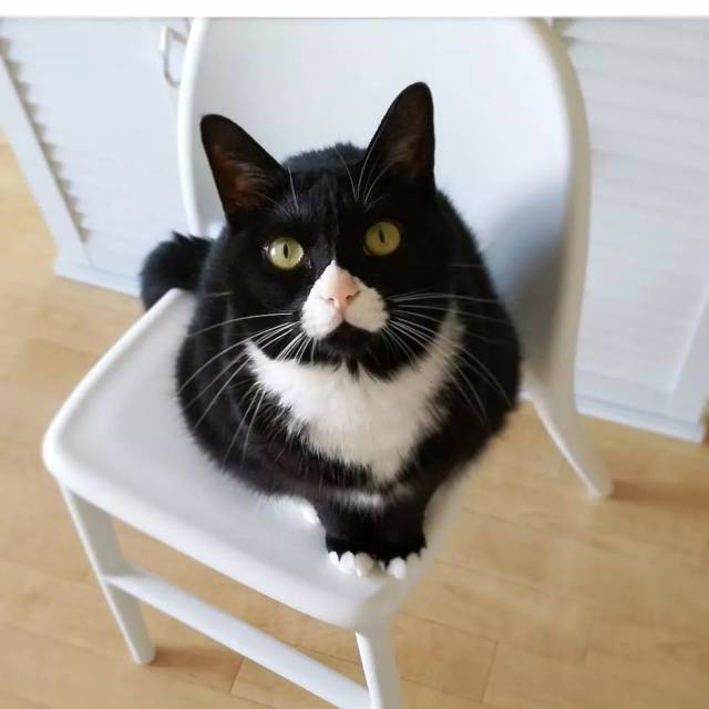 一只用鼻子发射爱心的奶牛猫,模样可爱又魔性