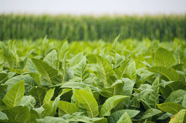 电子烟比传统烟草的危害更小吗?美国科学家得出了答案