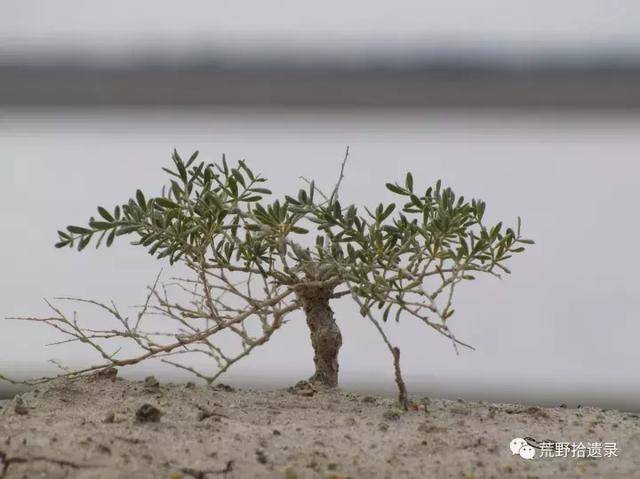 超旱生白刺属植物戈壁滩最耐旱的植物之一