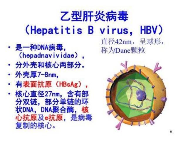 乙肝表面抗原是乙肝病毒的外壳!