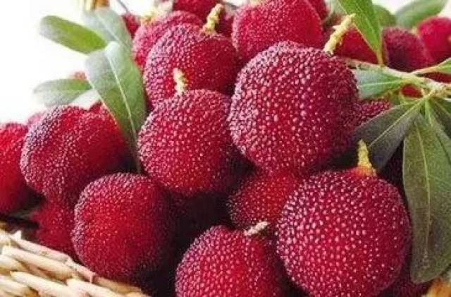 杨梅 waxberry red bayberry