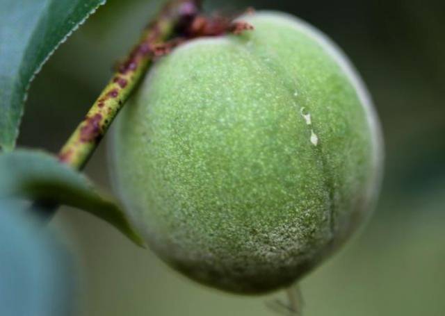 【每日一花】照水梅:花美,果大,可食率高!