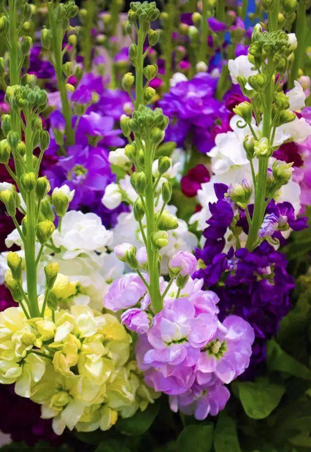 绝美的金鱼草花开别样红「太美了,快分享给朋友吧!」