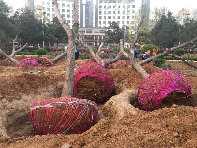 经常移栽树苗,特别是反季节移栽树苗,比如为了赶工在夏季进行大树移植