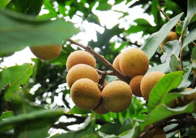 【改革开放40周年】青山龙眼:一颗美人痣,嵌在多娇的标题上