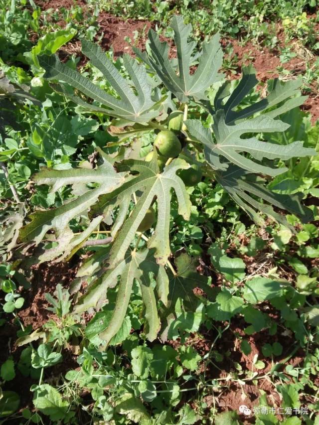 找柴火,做火炉子,笼火,菜地找菜,打水,洗锅,烧水,锣鼓焖饭,洋芋焖饭