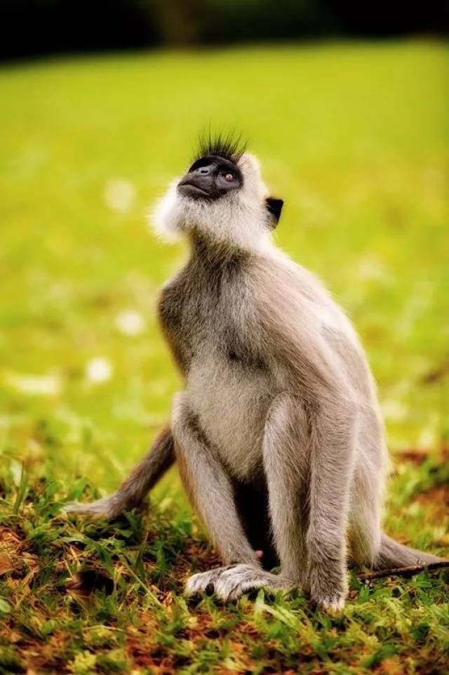 斯里兰卡,朝圣锡兰象