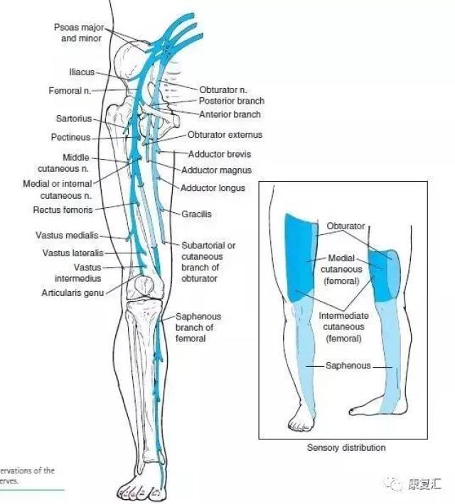 下肢神经与感觉对应图图片