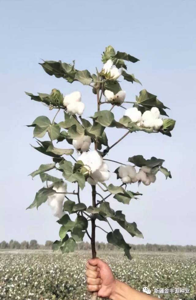 棉花怎麼種植才好高產技術有哪些