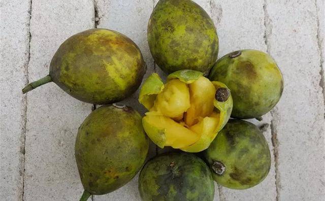 农村这种小时候常见的山野果,那时又怕吃又想吃