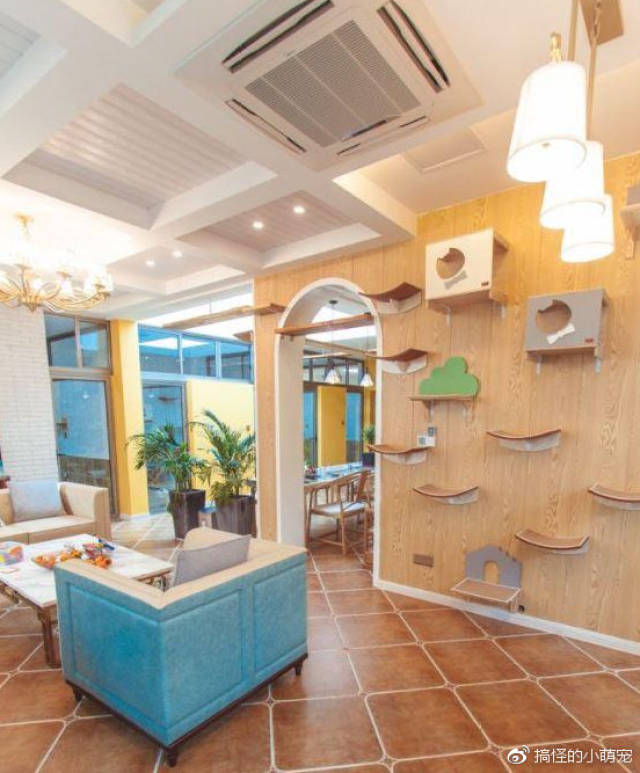 感觉这就是为猫咪准备的减肥工具啊.