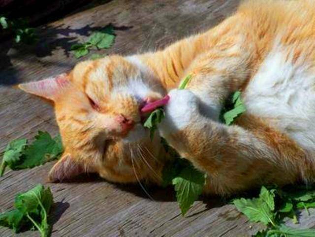 木天蓼比猫薄荷更受猫咪喜欢 两点危害不可忽视 主人使用需注意 木天蓼对猫有危害么 丹若网