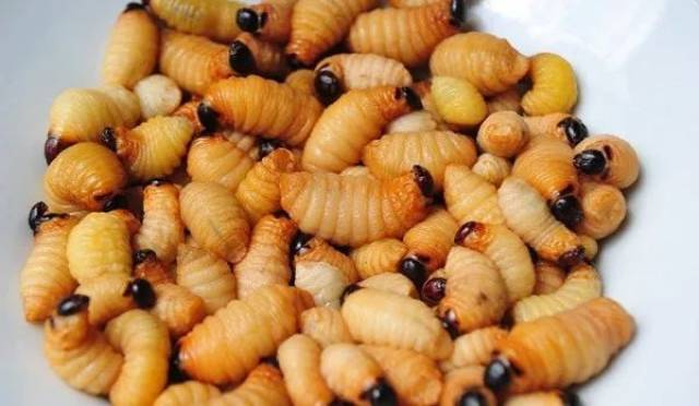 【吃在玉林】竹蛆—兴业县洛阳镇的一道天然美食