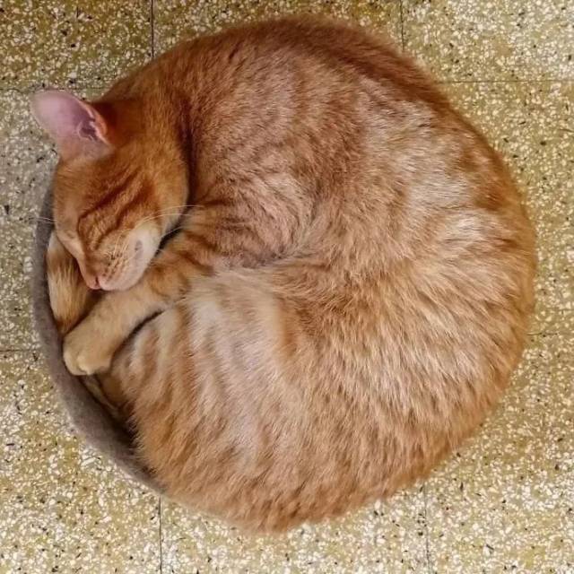 猫咪缩成一团,猫咪品种_大山谷图库