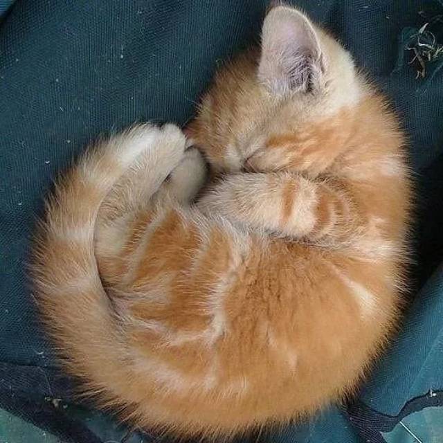 猫咪为什么喜欢把自己蜷缩成圆形,人家的柔韧性真是太好了!