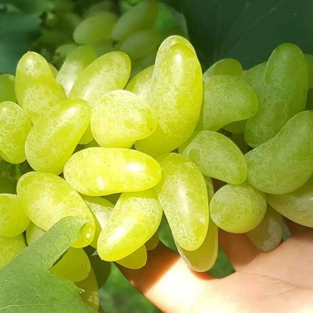 云南果农成功引种"金手指葡萄",每公斤售价达168元