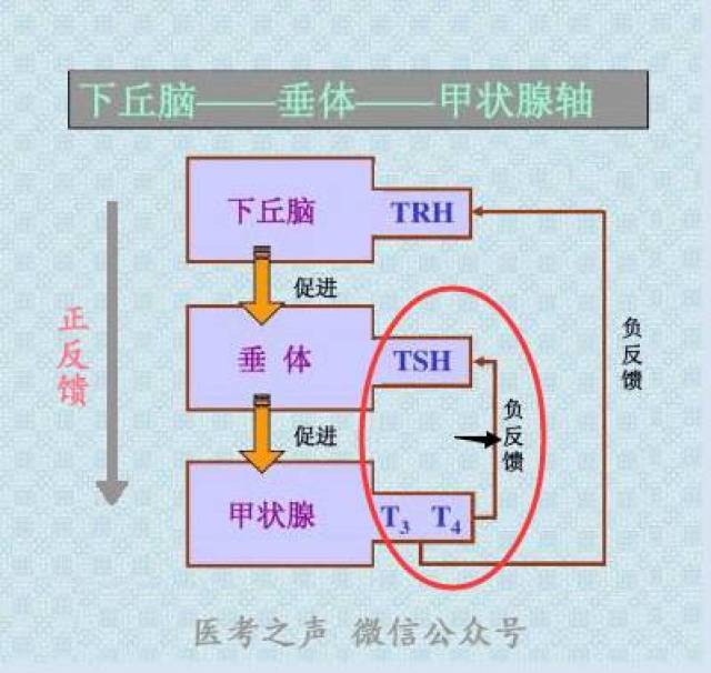 促进 甲状腺激素合成和释放的一种激素嘛