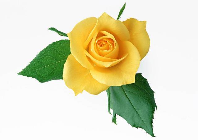 黄色的玫瑰在爱情里面,代表着失恋,消失的爱,再见,拒绝的爱,为爱道歉