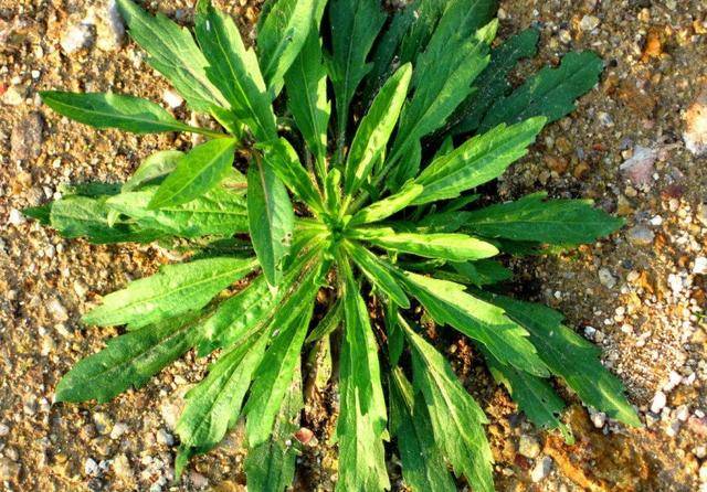 这种野草长得很高,农民见它就拔掉,药贩子却靠它发财