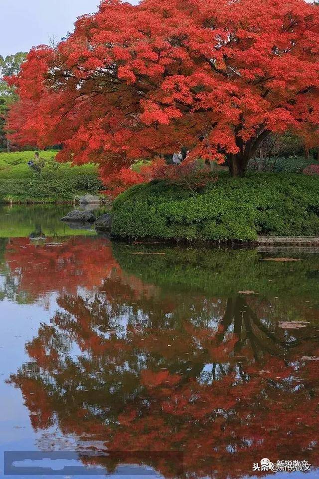 池塘边,有一棵枫树,对于每一片叶子来说,都是有来生的