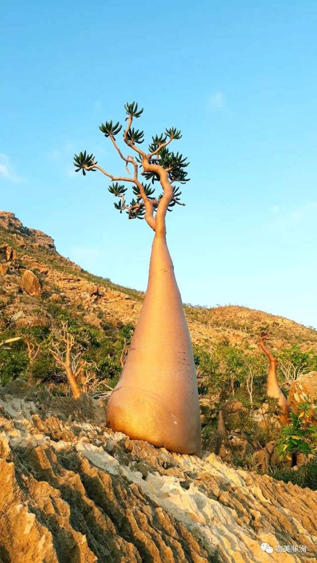 龍血樹,這個星球獨特的存在.