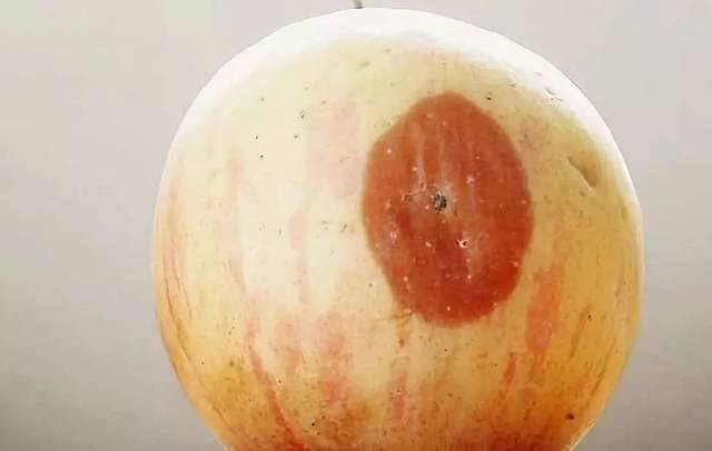 【健康养生】这种水果有致癌风险,不良商家竟然还在用它榨汁!