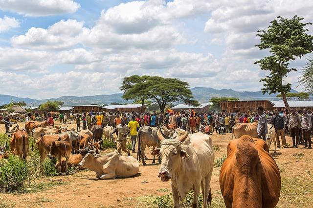 在非洲逛集市果然开眼:羊在树上称,面粉论勺卖,咖啡地摊卖