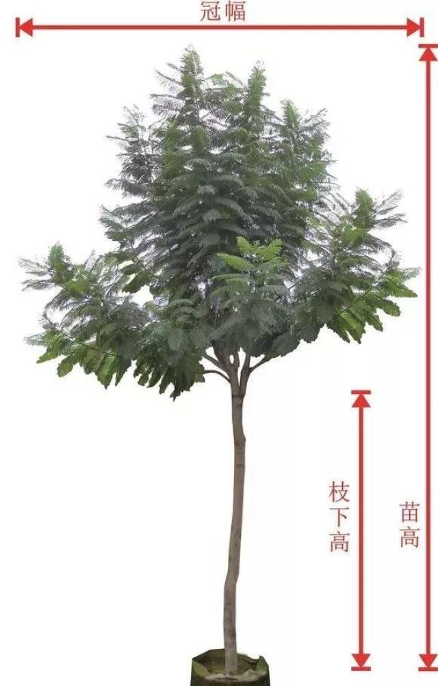 枝下高:乔木从地表面到树冠的最下分枝点的高度.