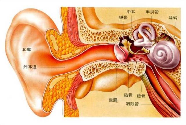 神經性耳鳴治不好你真的瞭解神經性耳鳴嗎