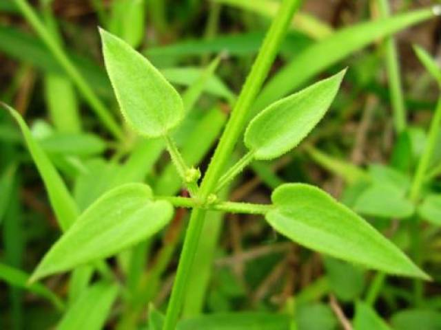 四棱草,是因为这种植物茎秆有棱且锋利,不小心碰到就会流血