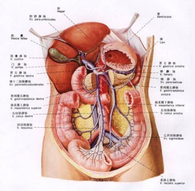 胃壁厚度图片