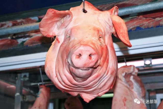 乌人|故里杂记之一《猪头》