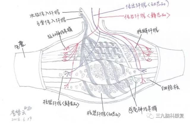 肌梭结构图片