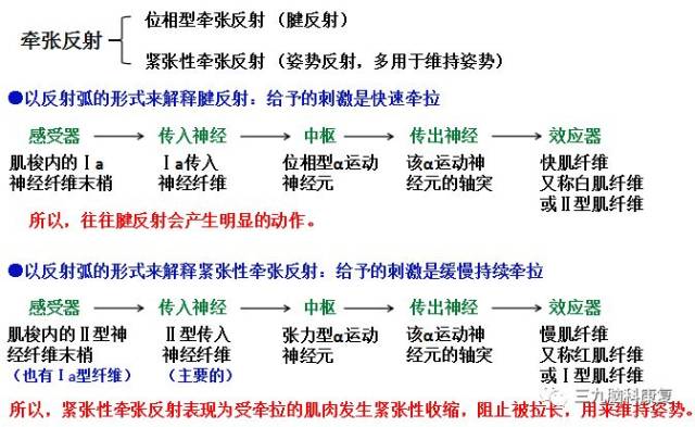 牵张反射正反馈图片