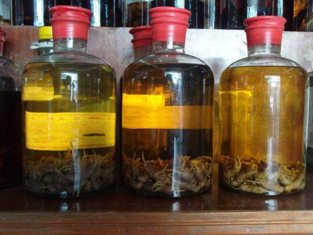 在广东一带,就流行着一种药酒,老鼠酒.